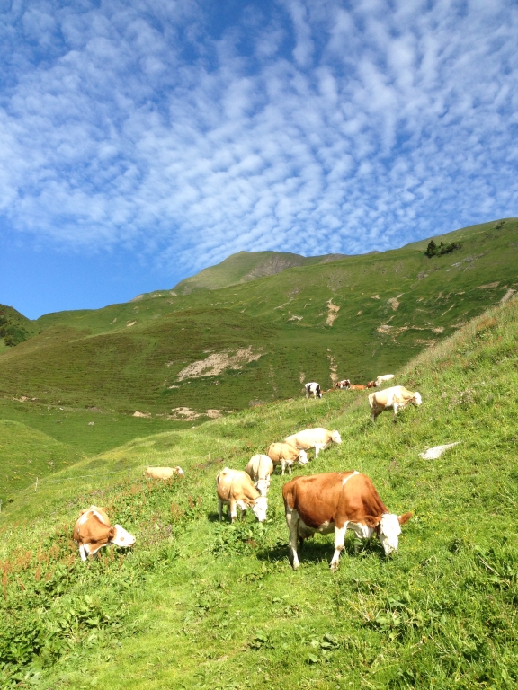 Unsere Kühe